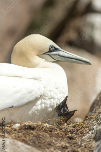 Northern Gannet photo