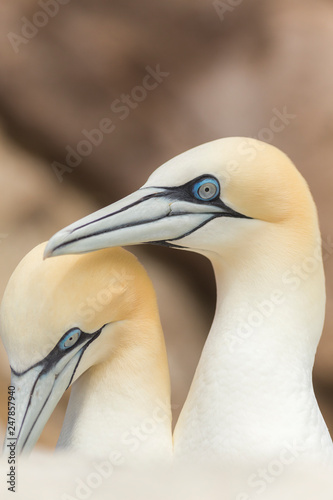 Northern Gannet photo