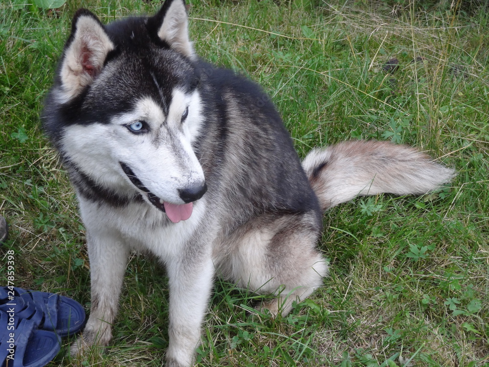 Husky in the Carpathians mountains
