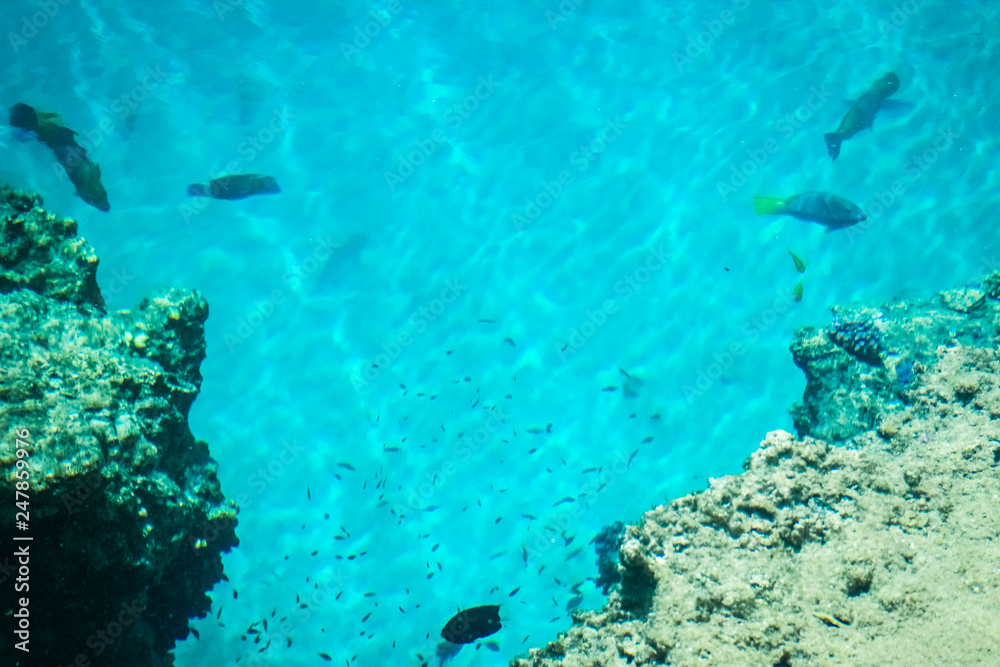 Fototapeta premium Beautiful reef fish on sea background