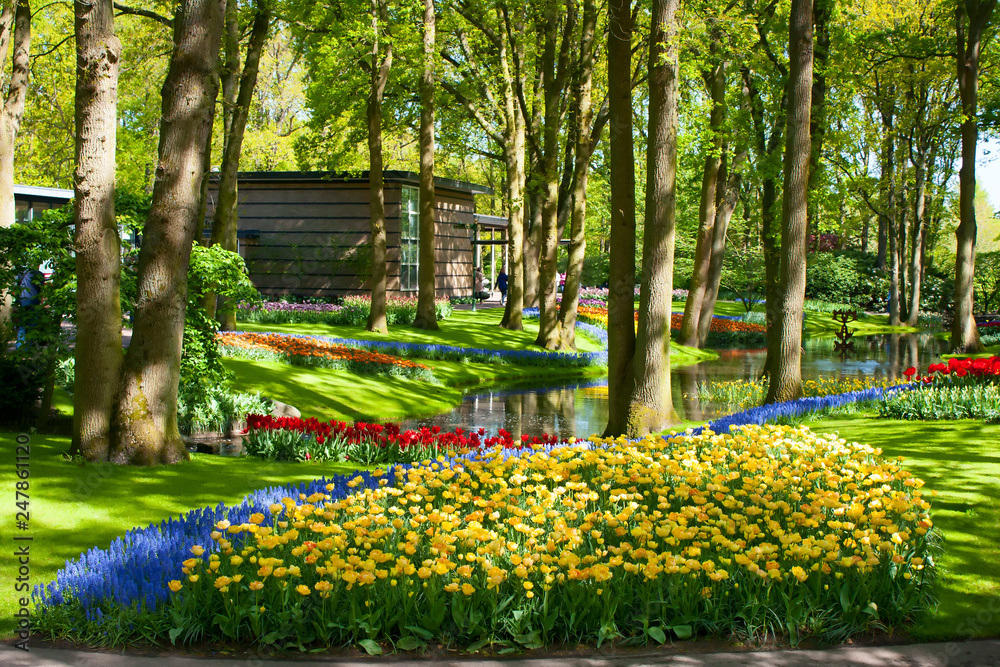 Obraz premium Blooming tulips and colorful spring flowers park