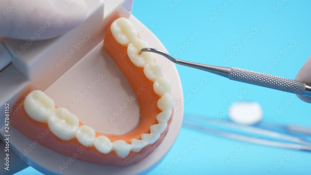 Doctor examining teaching model of gums and teeth for dentist Doctor examining teaching model of gums and teeth for dentist