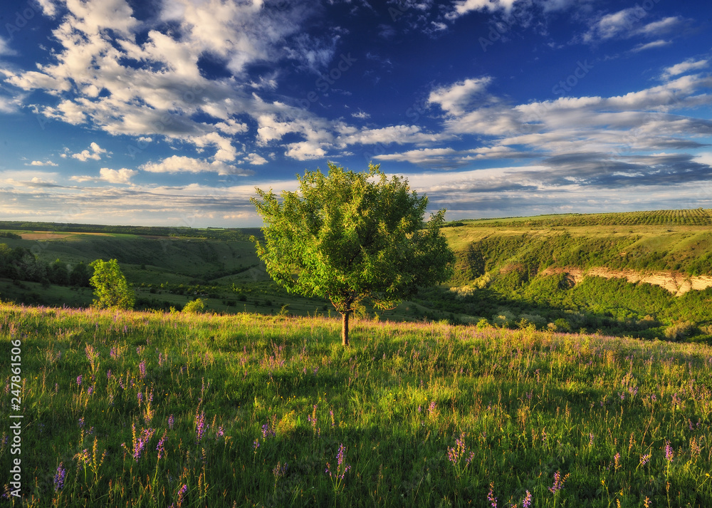 Fototapeta premium spring valley. canyon of the picturesque river