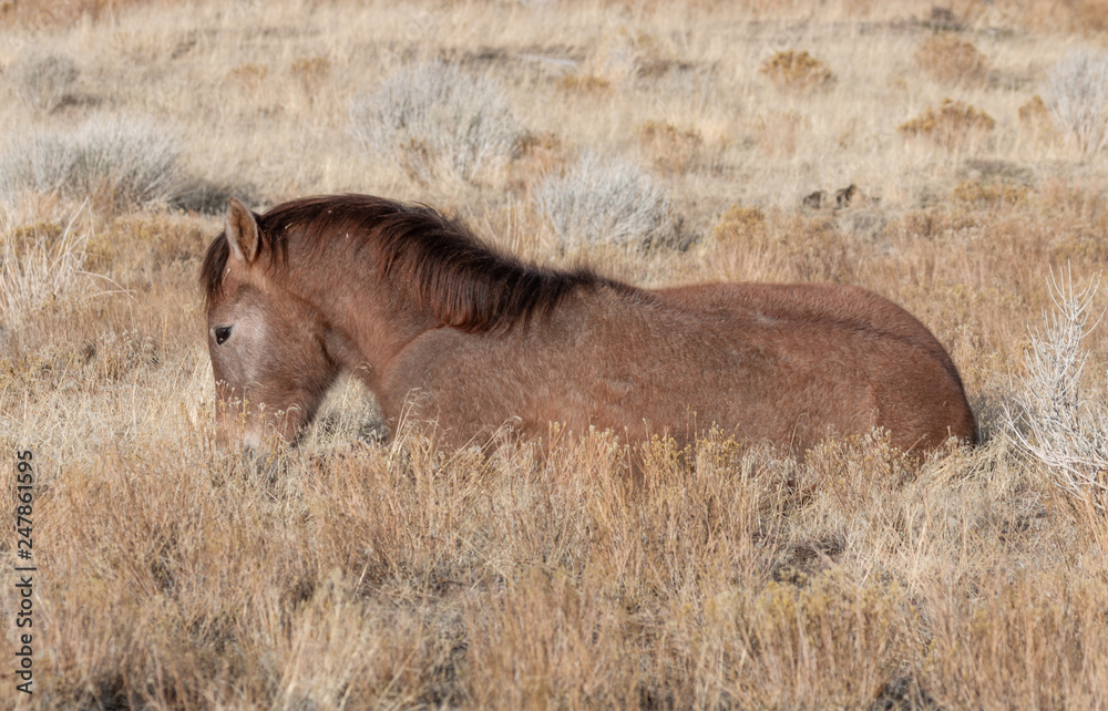 Cute Wild Horse Foal Bedded Cute Wild Horse Foal Bedded