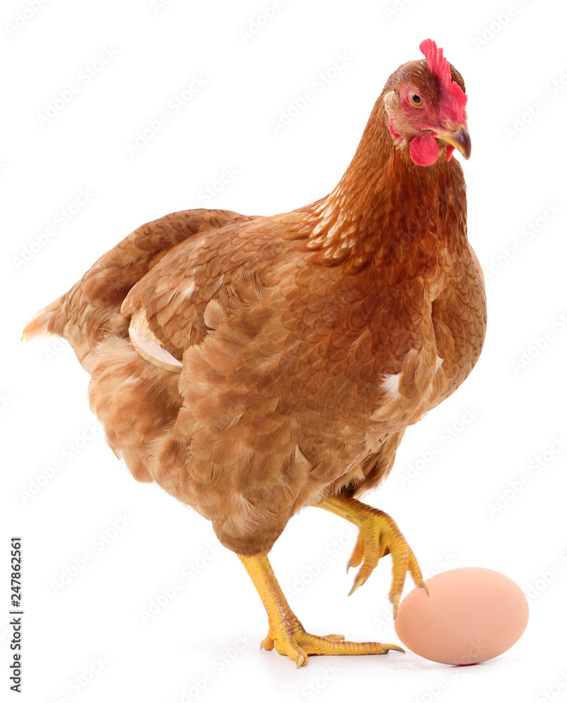 Fototapeta premium Brown hen and egg isolated.