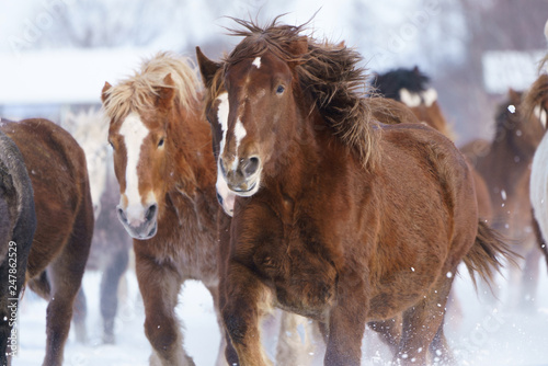 雪原を走る馬