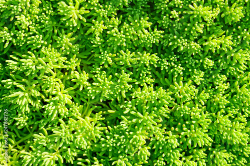 Green decorative grass background