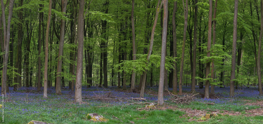 Stunning bluebell forest panoramic landscape image in soft sunlight in Spring Stunning bluebell forest panoramic landscape image in soft sunlight in Spring