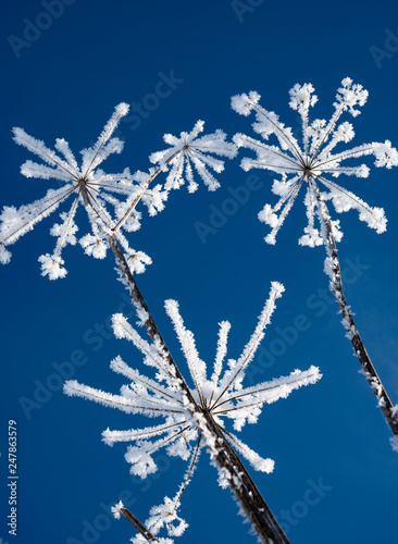 snow covered plant close up