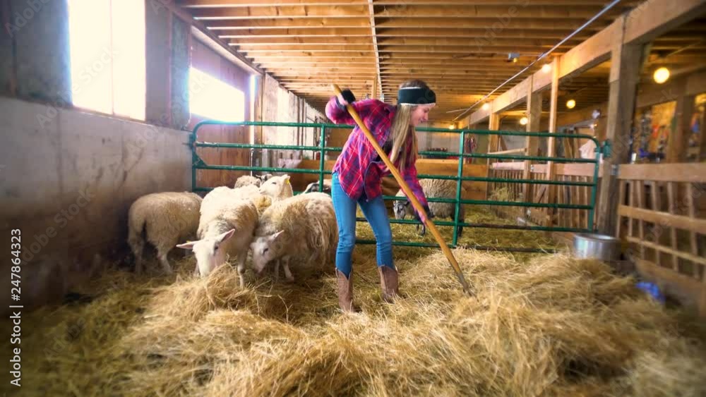 A young woman working in a sheep barn with her trained sheepdog