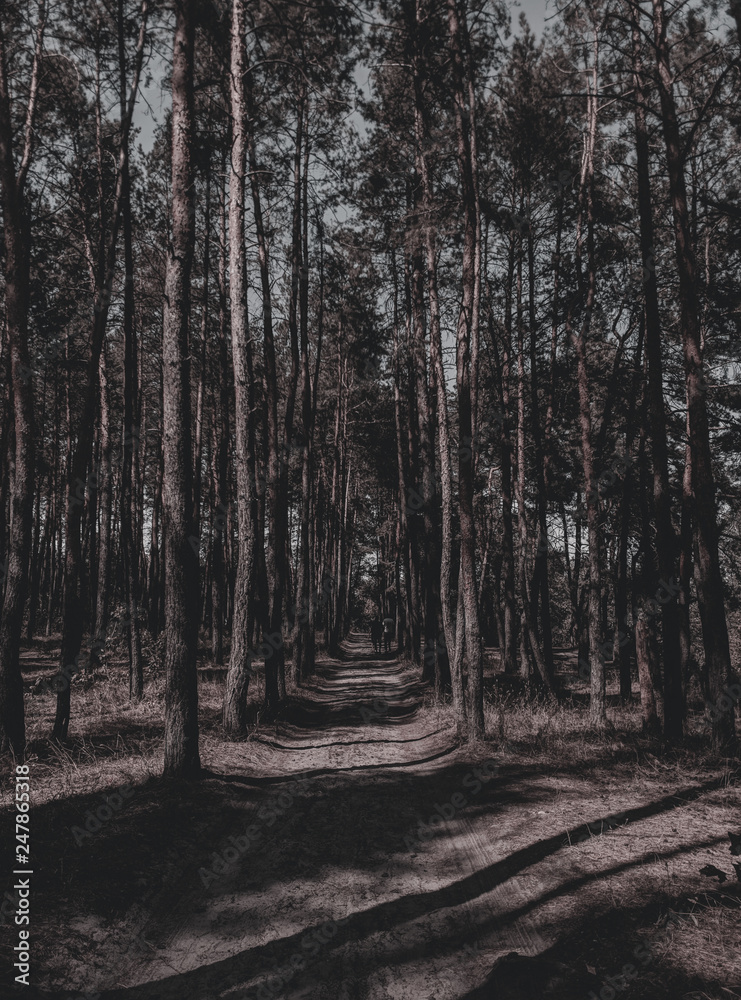 Naklejka premium Прекрасный густой лес