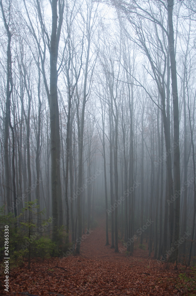 Fototapeta premium Mysterious dark autumn forest in green fog with road, trees and branches