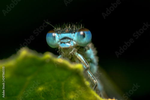 Blue damselfly portrait headshot from bottom up with shiny eyes with reflection on them and clear spiky hair with shiny circle in the middle of the head and a black background to make it pop © Saurav