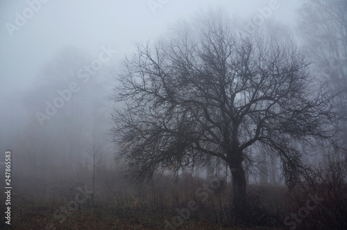 Mysterious dark autumn forest in green fog with road, trees and branches