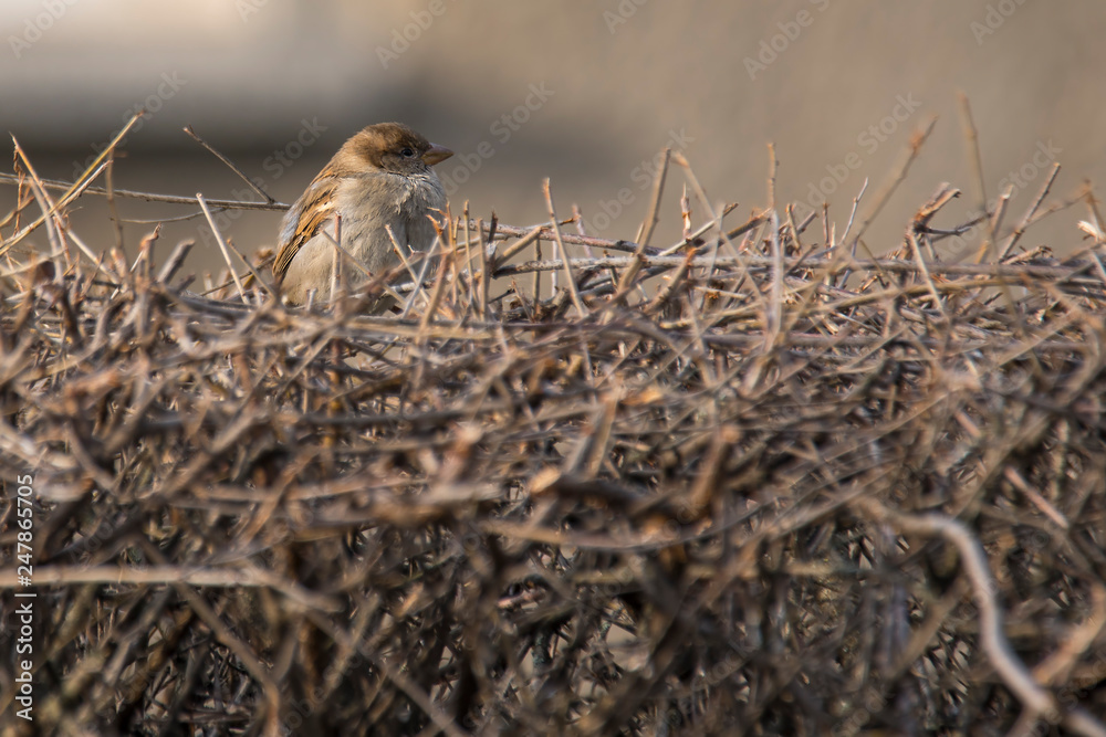 Sparrow in the hedge in the season garden Sparrow in the hedge in the season garden