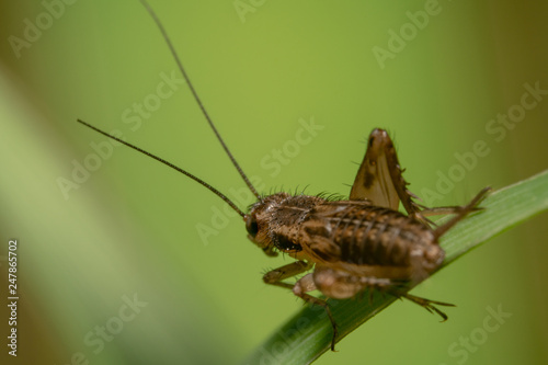 Wingless brown grasshopper sitting on a green leaf with green background shot from the back with its antennas pointing up