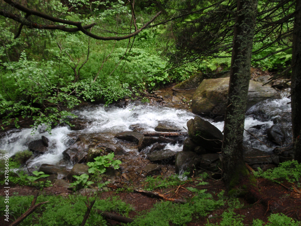 Obraz premium Mountain stream among the stones with moss in the green forest in the Carpathians at the foot of Goverla