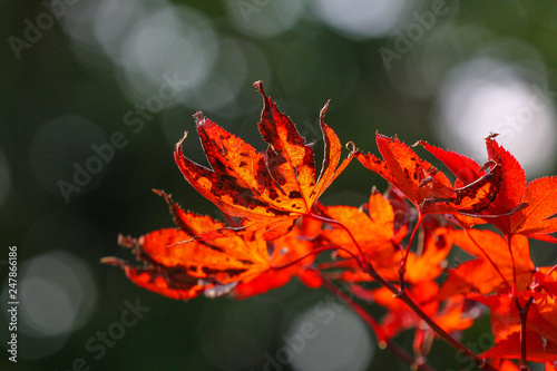 Foglie di acero rosso