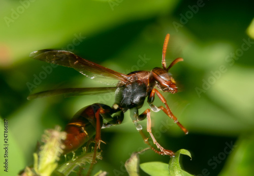 Australian mud wasp slow shutter speed showing movement of dark orange and black wasp with red antennas © Saurav