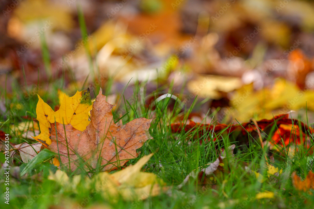 Foglie autunno