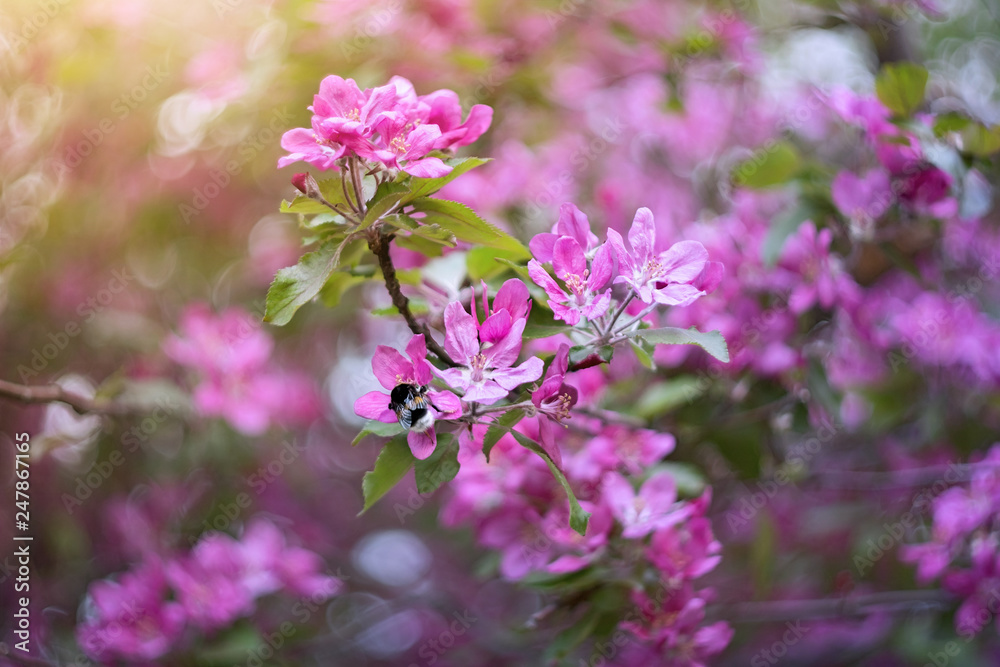 The pink blossoming apple-tree, bumblebee on a flower, a spring garden, dawn, blossoming The pink blossoming apple-tree, bumblebee on a flower, a spring garden, dawn, blossoming
