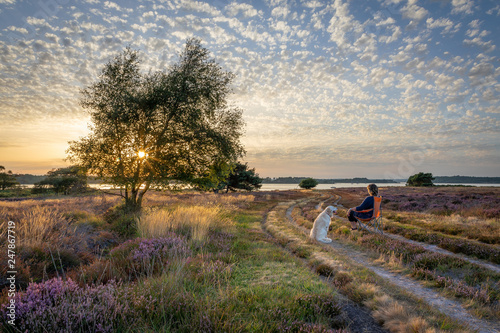 Εκτύπωση καμβά Beautiful sunset over bay and heathland with heather