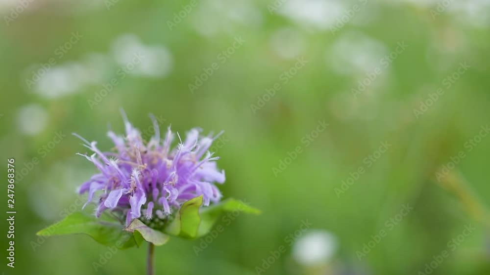 Prairie Life  Prairie Bergamot