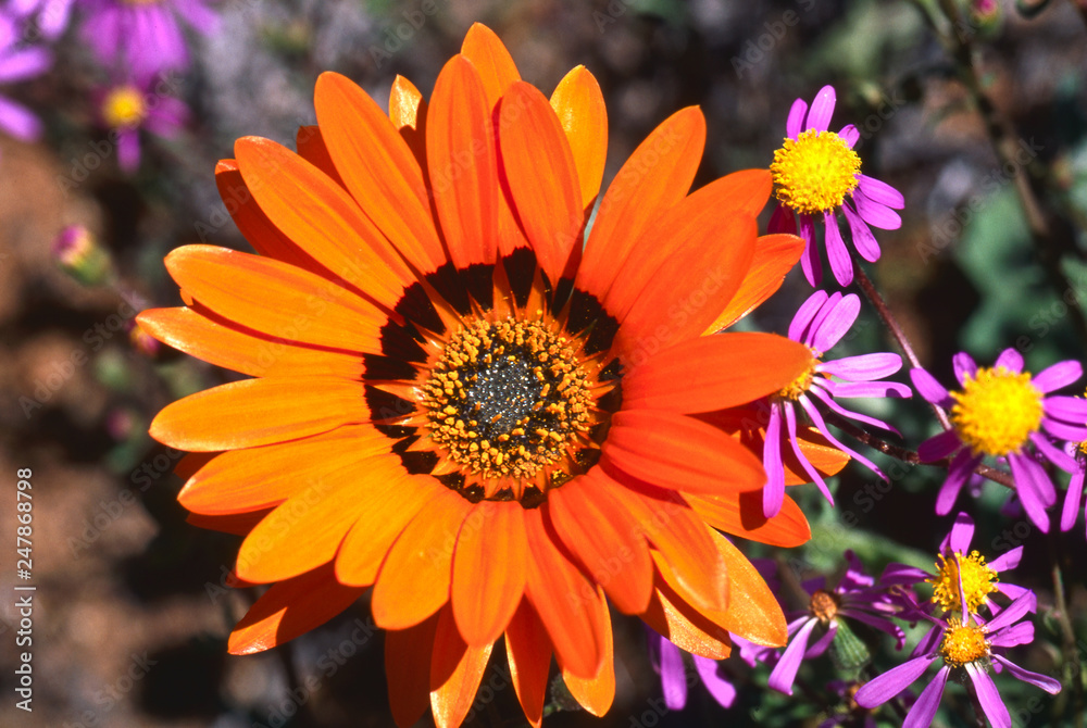 blooming desert in spring of namaqualand, south africa blooming desert in spring of namaqualand, south africa
