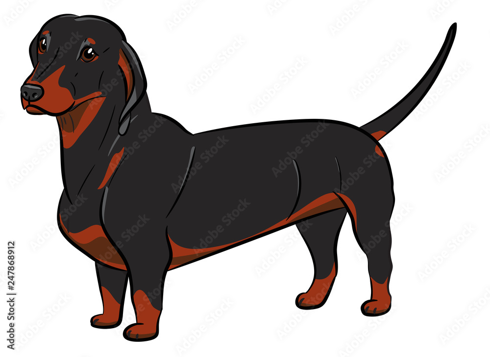 Dog. Black dachshund with a ball. Hand-drawn Dog. Realistically Painted Dachshund. Transparenced. Vector illustration. White isolated.