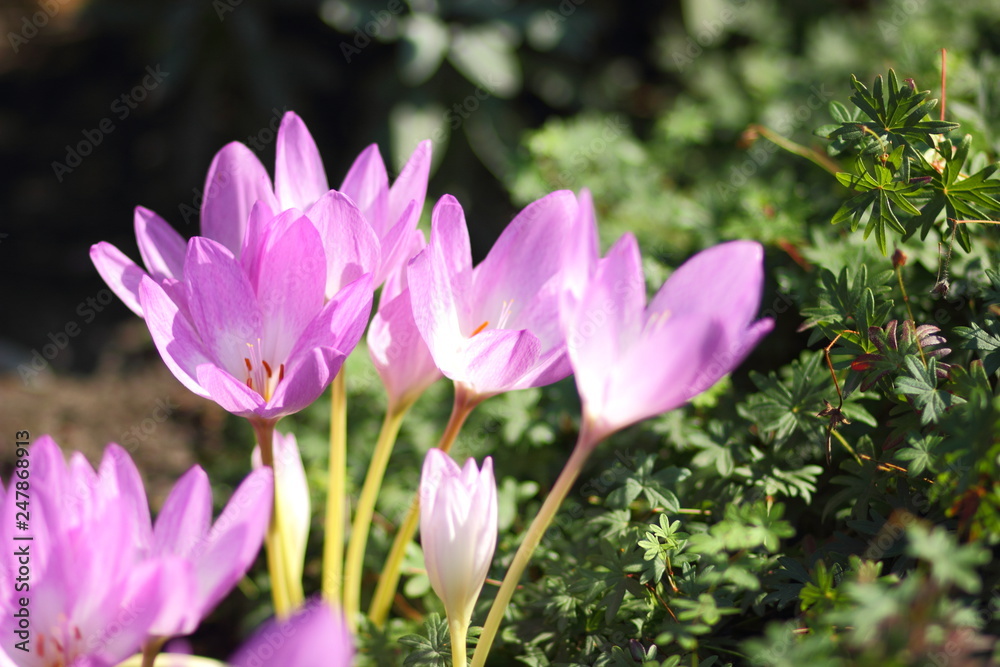 Fototapeta premium Spring crocus blooms in the garden. Purple flowers in the sun. Many spring crocus flowers in the park