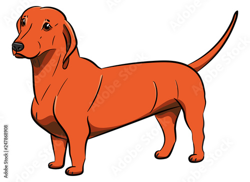 Dog. Orange Dachshund. Hand-drawn Dog. Realistically Painted Dachshund. Transparence. Vector illustration. White isolated.