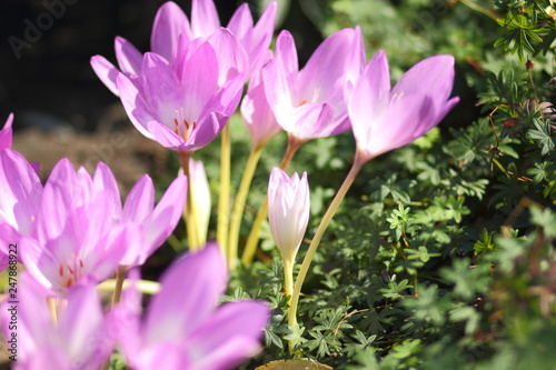 Spring crocus blooms in the garden. Purple flowers in the sun. Many spring crocus flowers in the park © Lazartivan