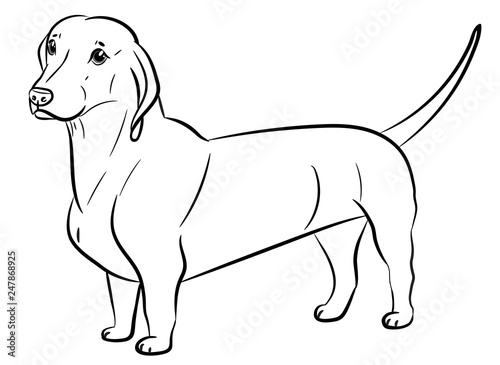 Dog. Dachshund. Realistically Hand-drawn Dachshund. Black outline. Transparent background. Vector illustration. White isolated. Print