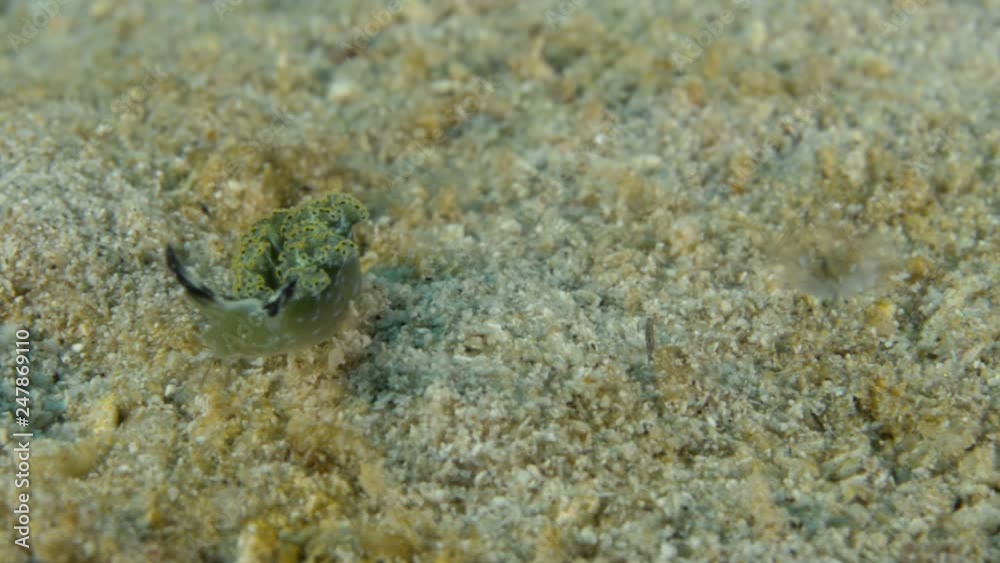 Nudibranch, Sea of Cortes, Mexico. Nudibranch, Sea of Cortes, Mexico.