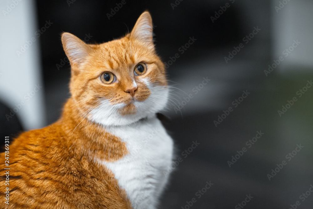 Close-up portrait of red white Norwegian cat.