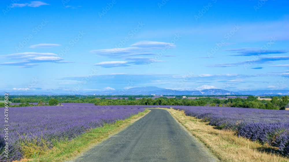 Fototapeta premium Lavender 36