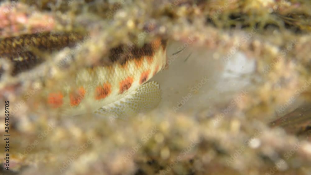 Reef fishes from the sea of cortez, mexico