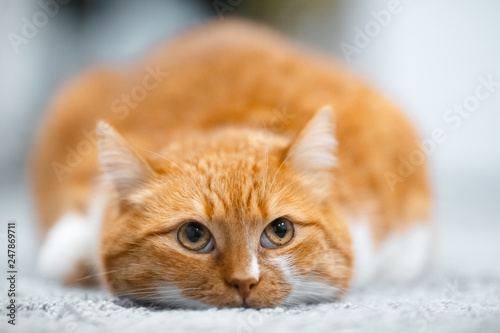 Portrait of cute red white cat lying on the floor.