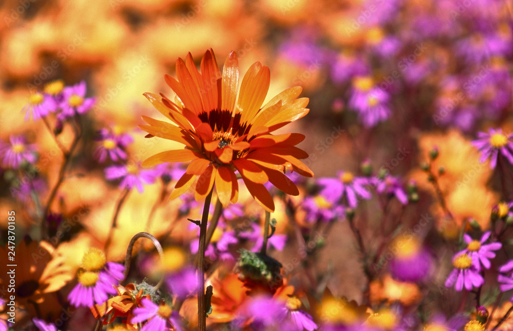 Fototapeta premium blooming desert in spring of namaqualand, south africa 