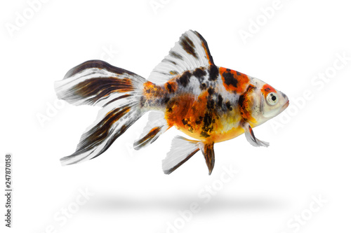 Aquarium fish with shadow isolated on white background. Colorful gold fish with clipping path