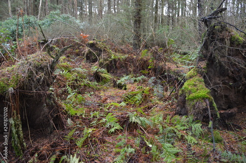 Obraz na plátně Mosses growing on the roots of  fallen trees in the romantic grounds of the ruin