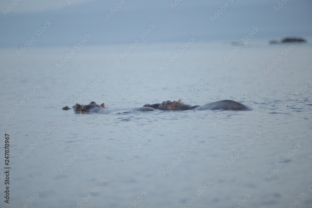 Obraz premium Beautiful landscape of the sea. The hippopotamus protrudes his muzzle from the water, looks into the camera.