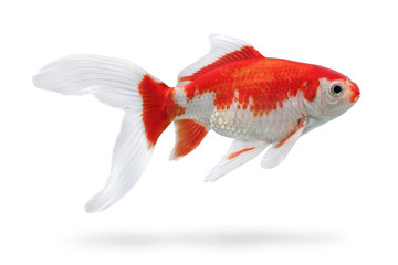 Aquarium fish with shadow isolated on white background. White and red fishtank gold fish with clipping path
