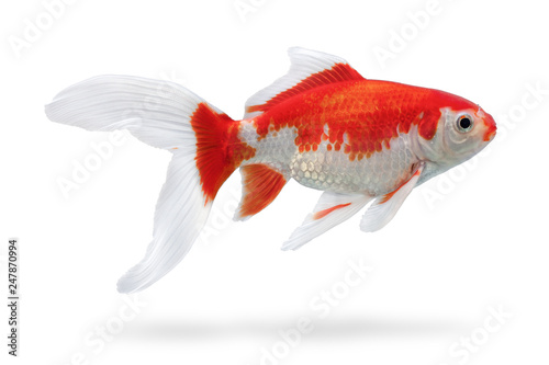 Aquarium fish with shadow isolated on white background. White and red fishtank gold fish with clipping path