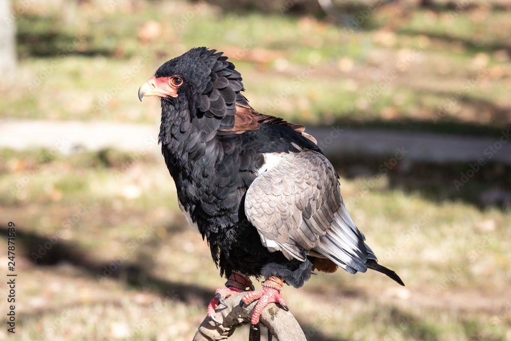 aves en reposo