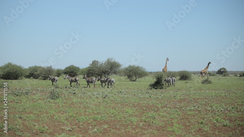 Two giraffes and a herd of zebras walk along the savannah. Back view