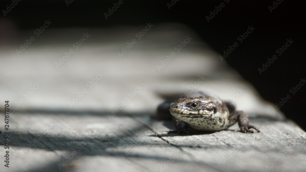 A viviparous lizard on a wooden plank