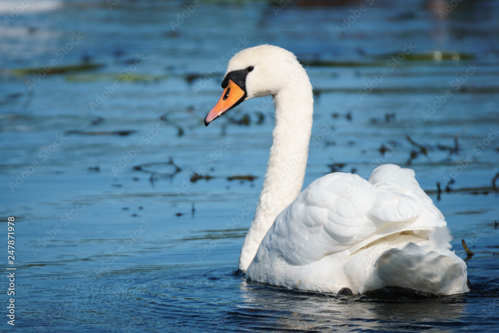 Naklejka premium A mute swan swimming in blue water