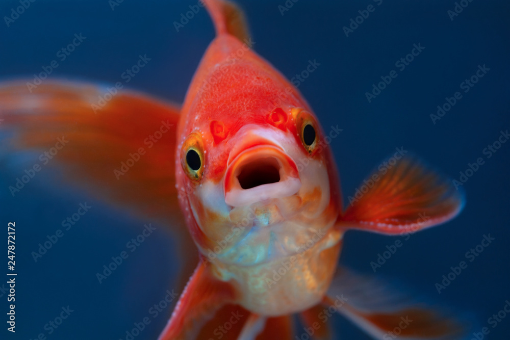 Portrait of red fish with open mouth on blue background selective