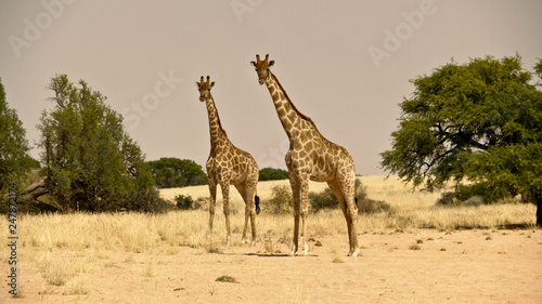 giraffes in namib desert  © dblumenberg